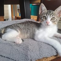 Sylvestre, chat à adopter