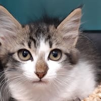 Barrazza, chatte à adopter