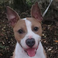 MAGNUM, chien à adopter