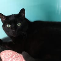 REGLISSE, chat à adopter