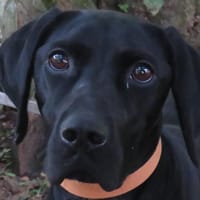 PRINCESSE, chienne à adopter