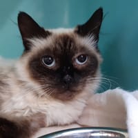 Charlotte, chatte à adopter
