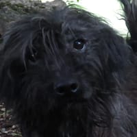 CHOCOLAT, chien à adopter