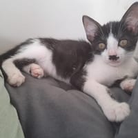 Ebene, chatte à adopter