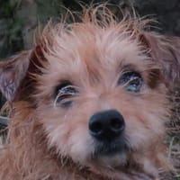 CARAMEL, chien à adopter