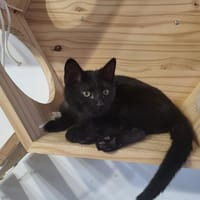 TINA, chatte à adopter