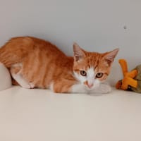 GRIBOUILLE, chat à adopter