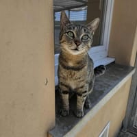 HAVANE, chatte à adopter