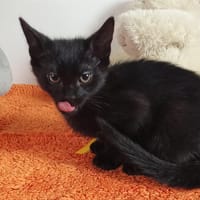 LEOPARD, chatte à adopter
