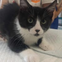 QUINCY QCT, chatte à adopter