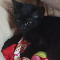 PANTHERE, chat à adopter