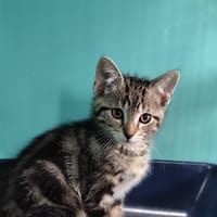 Rox, chat à adopter