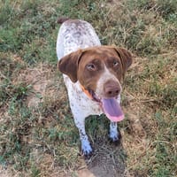 gracieuse, chienne à adopter