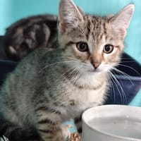 Rico, chat à adopter
