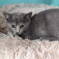 Blue, chatte à adopter