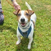 Dobby, chien à adopter