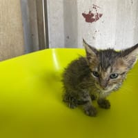 LIBETTE, chatte à adopter