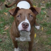 CASSIS CHAO, chienne à adopter