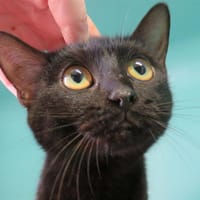 UNIKA, chatte à adopter