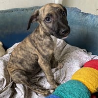 SARAH, chienne à adopter