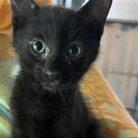 FRODON, chat à adopter