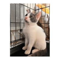 BERLIOZ PAB27621, chat à adopter