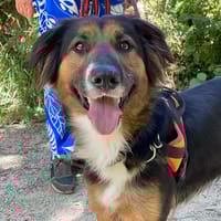 Sanka, chienne à adopter