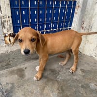 YARI, chienne à adopter