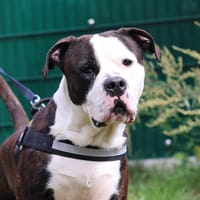BUTLER, chien à adopter