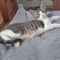 Bambou, chatte à adopter