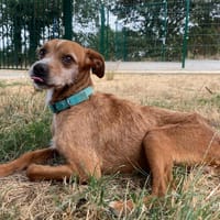 locky, chien à adopter