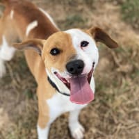 tidou, chien à adopter