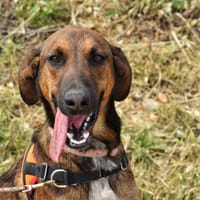 YUJI, chien à adopter