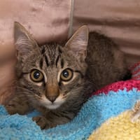 YANG, chat à adopter