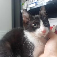 RIESLING QCT, chat à adopter