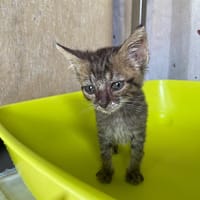 LIMACON, chat à adopter