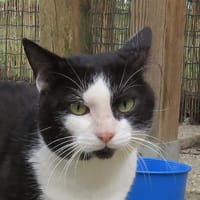 SALEM, chat à adopter