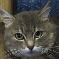 MIEL, chatte à adopter