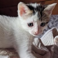 Vraax, chat à adopter