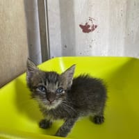 LIBELLULE, chatte à adopter