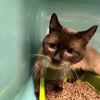 DOUCHKA, chatte à adopter
