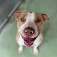 SIMBA, chien à adopter