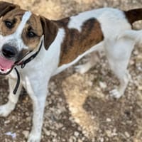 LOUSKY, chien à adopter