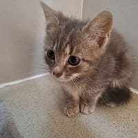 ARLO, chat à adopter