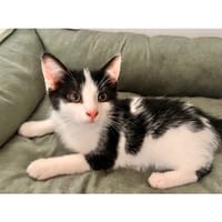 BASILE PAB27571, chat à adopter