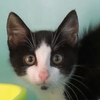 AMIGO, chat à adopter