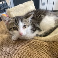 ALPHONSE, chat à adopter
