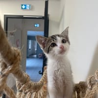 ALPHONSE, chat à adopter