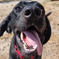 Banyuls, chien à adopter