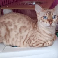 TEVA, chatte à adopter